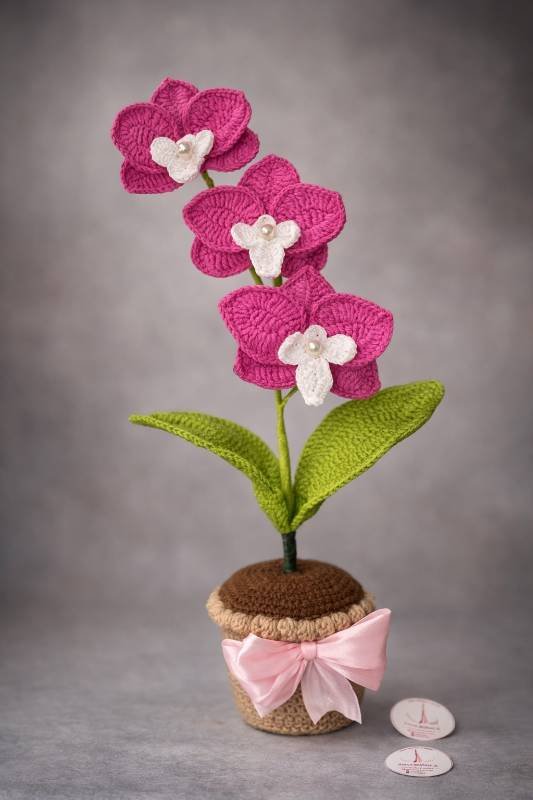 Maceta de 3 orquídeas grandes